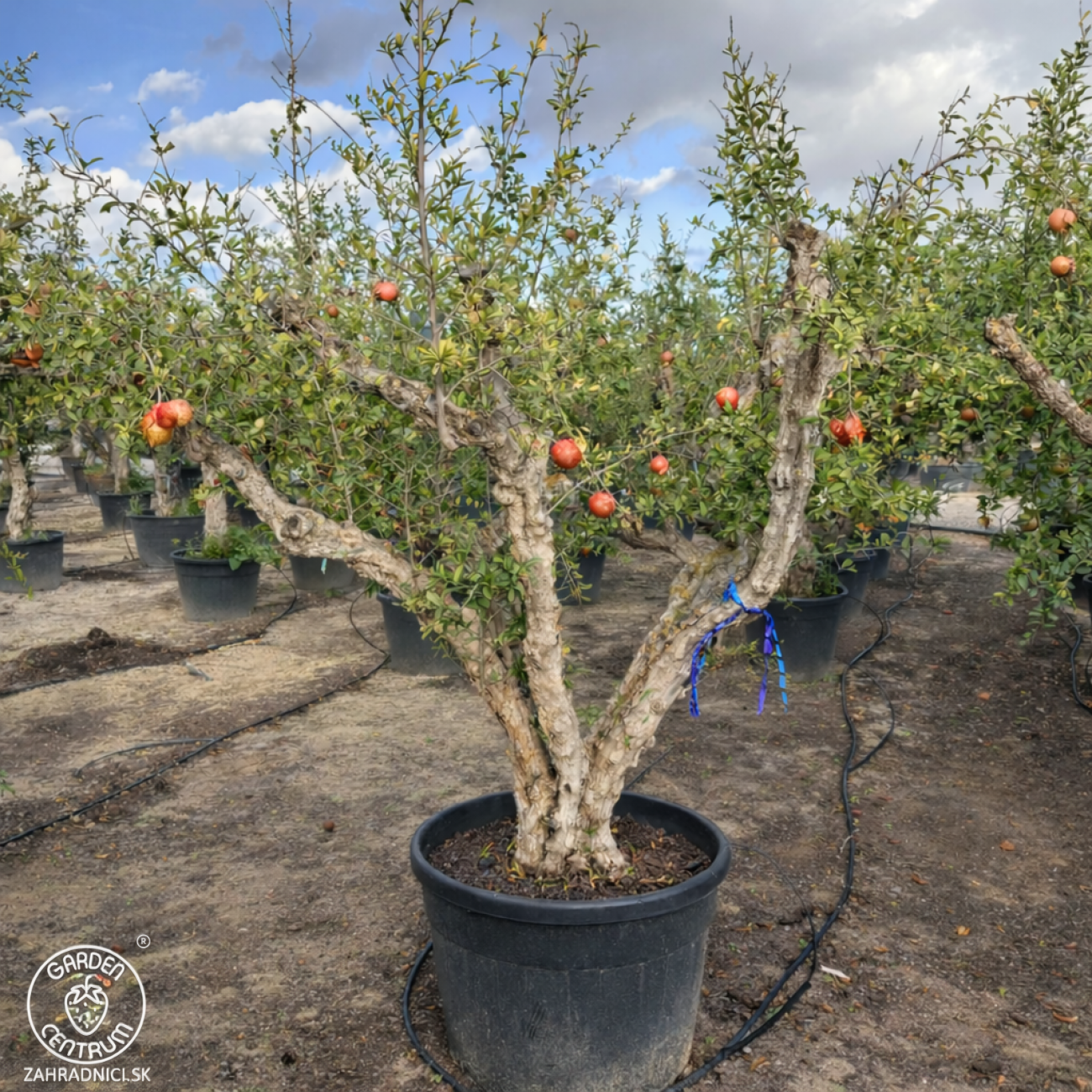 Obrázok Granátové jablko (Punica granatum) ´MOLLAR DE ELCHE´ - výška 250-270 cm, obvod kmeňa 45/50 cm, EXEMPLÁR (-16°C)